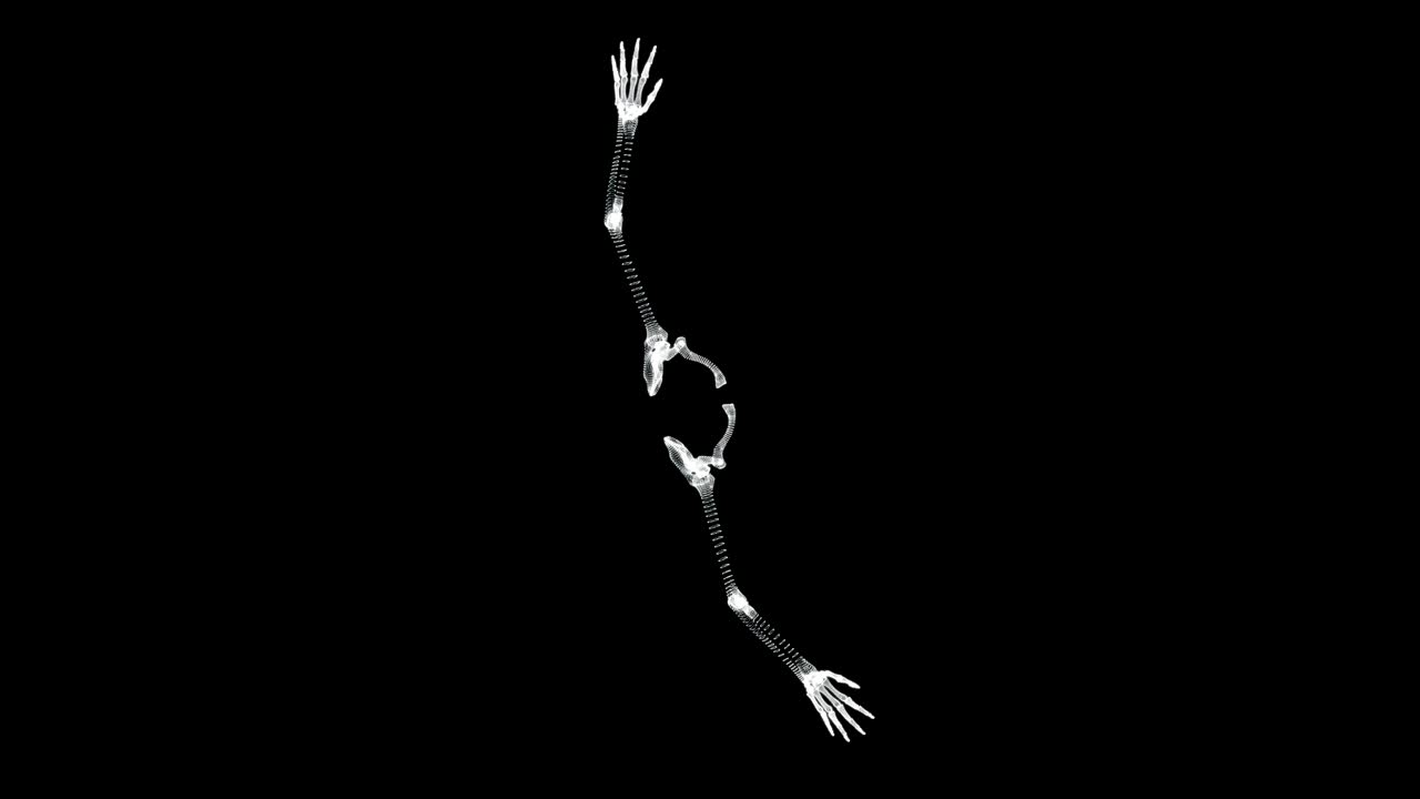 Hologram screen of structure of bones in arms of human body - loop