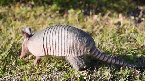 close up of armadillo in golden light