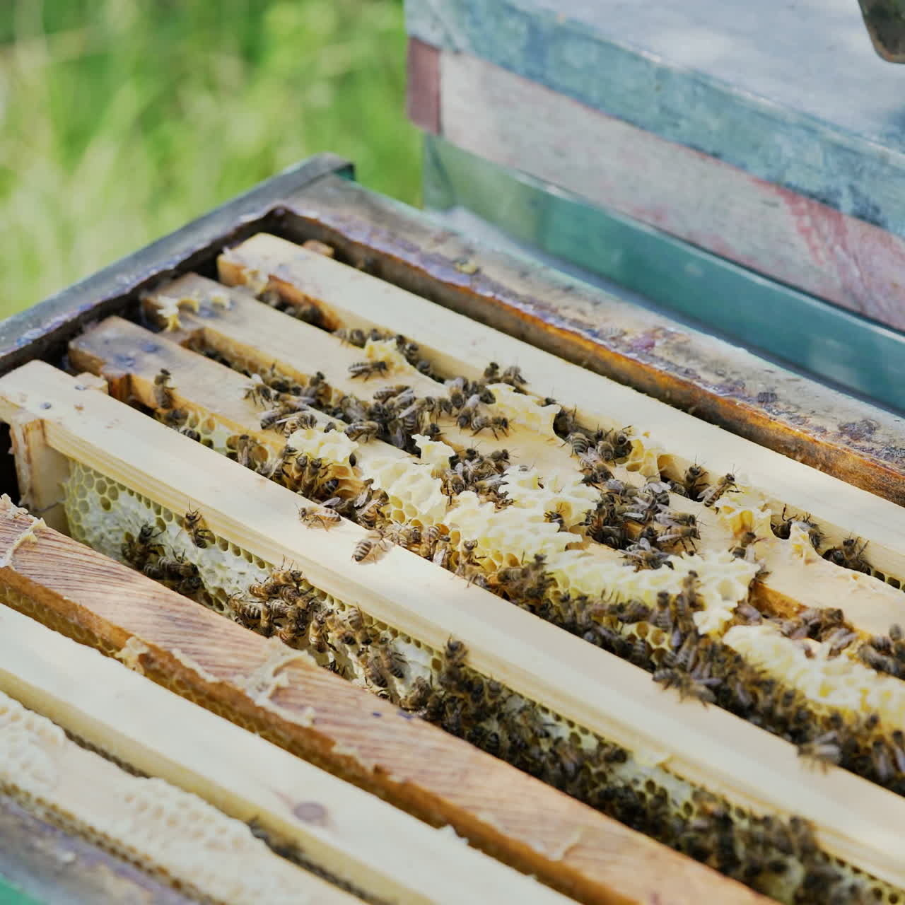 Apiarist working in the hive with smoke by chimney and scrubs the wax from the frames. Beekeeper uncapping honeycomb with special beekeeping fork outdoors. Apiary concept.