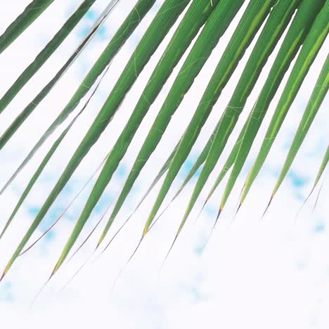 hojas verdes de una palmera y el sol