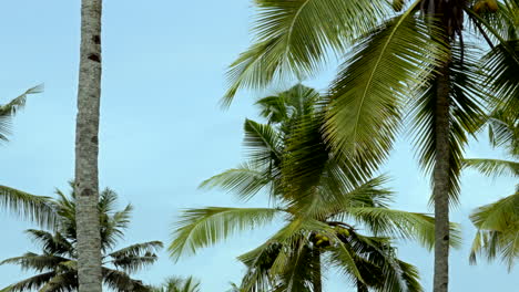 Playas-Tropicales-En-India-Kerala-Con-Cocoteros-Y-Lagos