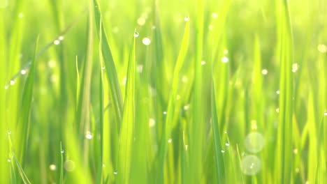 sunlight and dewdrop at green rice paddy