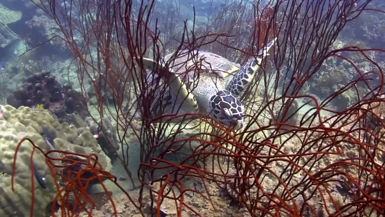 Hawksbill turtle at Koh Tao-6