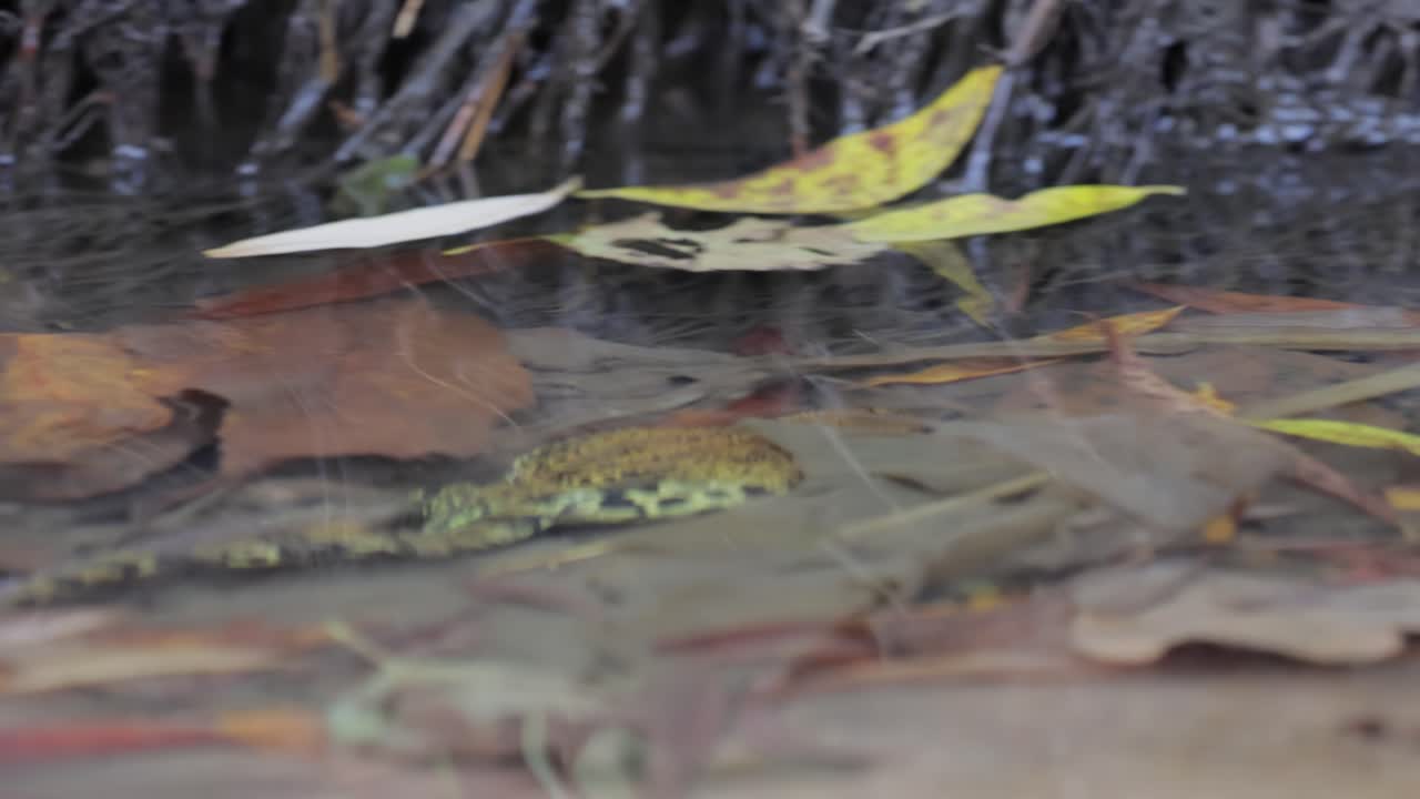Common Frog in shallow water. Rana temporaria temporaria is a largely terrestrial frog native to Europe.