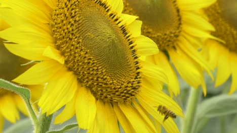 Biene-Fliegt-Um-Eine-Sonnenblume-Auf-Dem-Feld