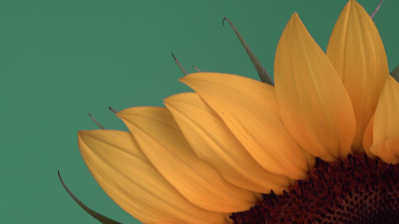 disparo de inclinación de macrol que muestra un girasol vibrante en plena floración con una pantalla verde detrás