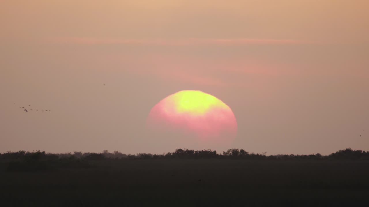 puesta de sol en el horizonte de los everglades con pájaros volando alrededor