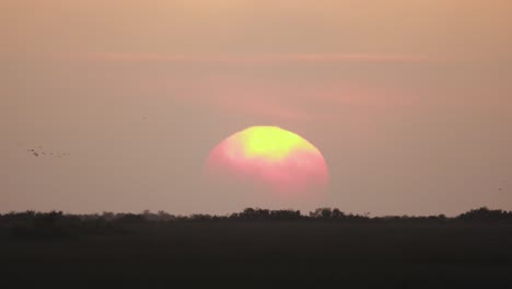 Sonnenuntergang-Am-Horizont-Der-Everglades-Mit-Herumfliegenden-Vögeln