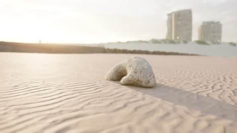 Alte-Weiße-Koralle-Am-Sandstrand