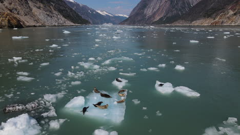 Seals-on-a-melting-iceberg-in-Endicott-Arm-Fjord,-Inside-Passage,-Alaska