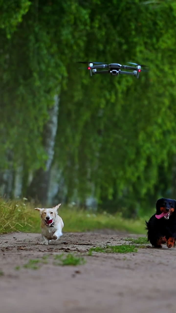 Happy dogs running in summer. Group of well-groomed pet dogs moving on the road to camera among green landscape. Drone flying over the domestic animals. Vertical video