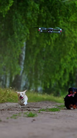 happy dogs running in summer. group of well-groomed pet dogs moving on the road to camera among green landscape. drone flying over the domestic animals. vertical video