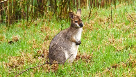 a wallaby kangaroo sits in a field in australia