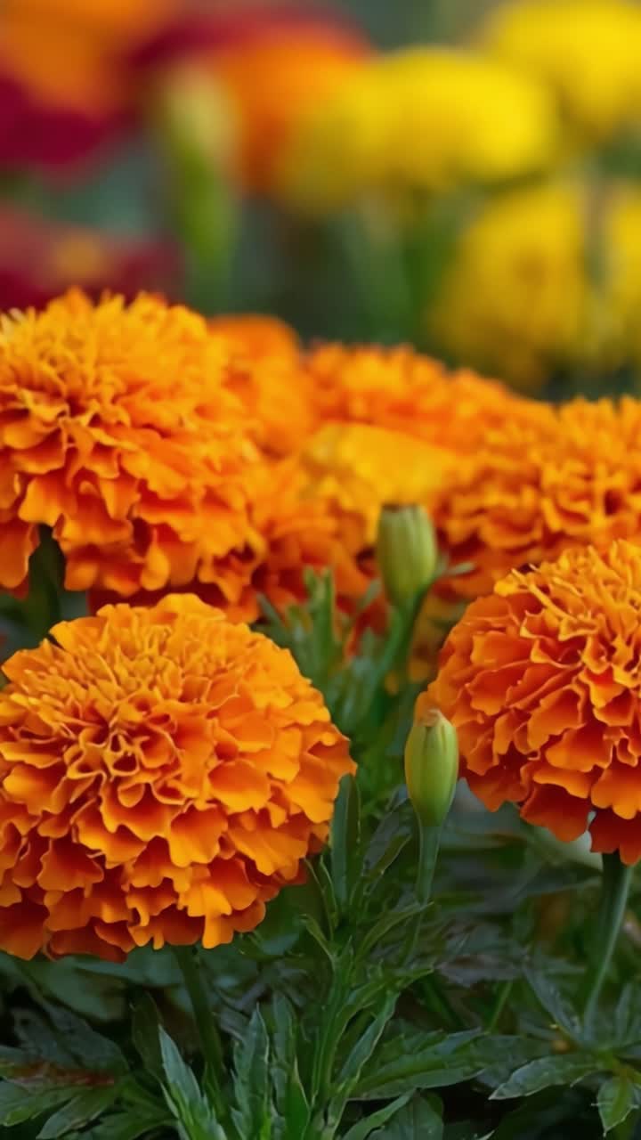 Calendule vivaci in fiore: un primo piano di petali arancioni e fogliame verde, che cattura la bellezza dello splendore stagionale della natura.