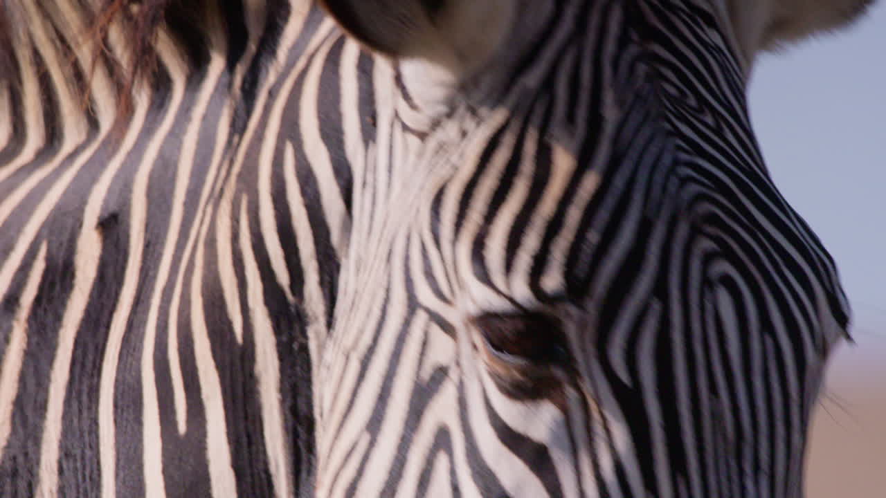 Grevy's Zebras head walking in savannah