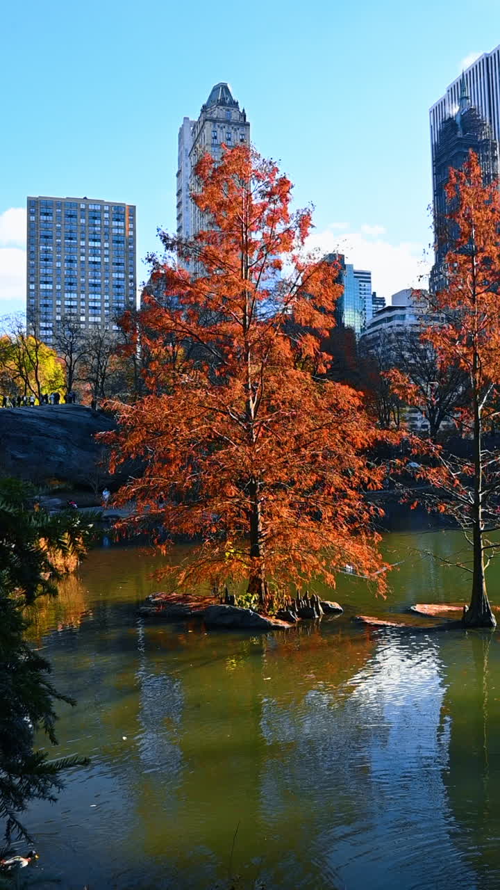 Trees with orange foliage growing in the pond. Stunning buildings of New York at backdrop. Central Park walk. Autumn in metropolis. Vertical video