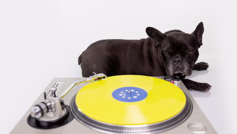 dj french bulldog with headphones and turntables