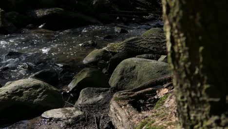 clear streaming water in forest, calm stream in spring, reveal shot