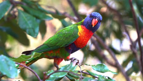 Profilaufnahme-Eines-Wunderschönen-Regenbogen-Loris,-Trichoglossus-Moluccanus,-Mit-Leuchtend-Buntem-Gefieder,-Der-Auf-Dem-Ast-Sitzt-Und-Sich-In-Seinem-Natürlichen-Lebensraum-Um-Die-Umgebung-Wundert