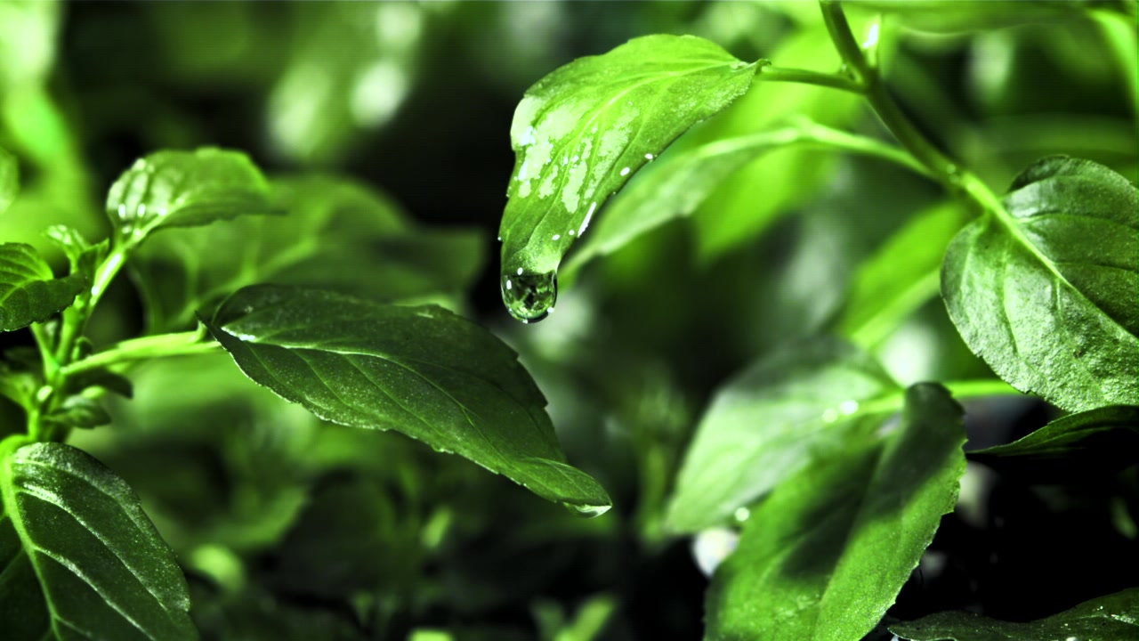 Goccia d'acqua che cade al rallentatore da una foglia verde fresca