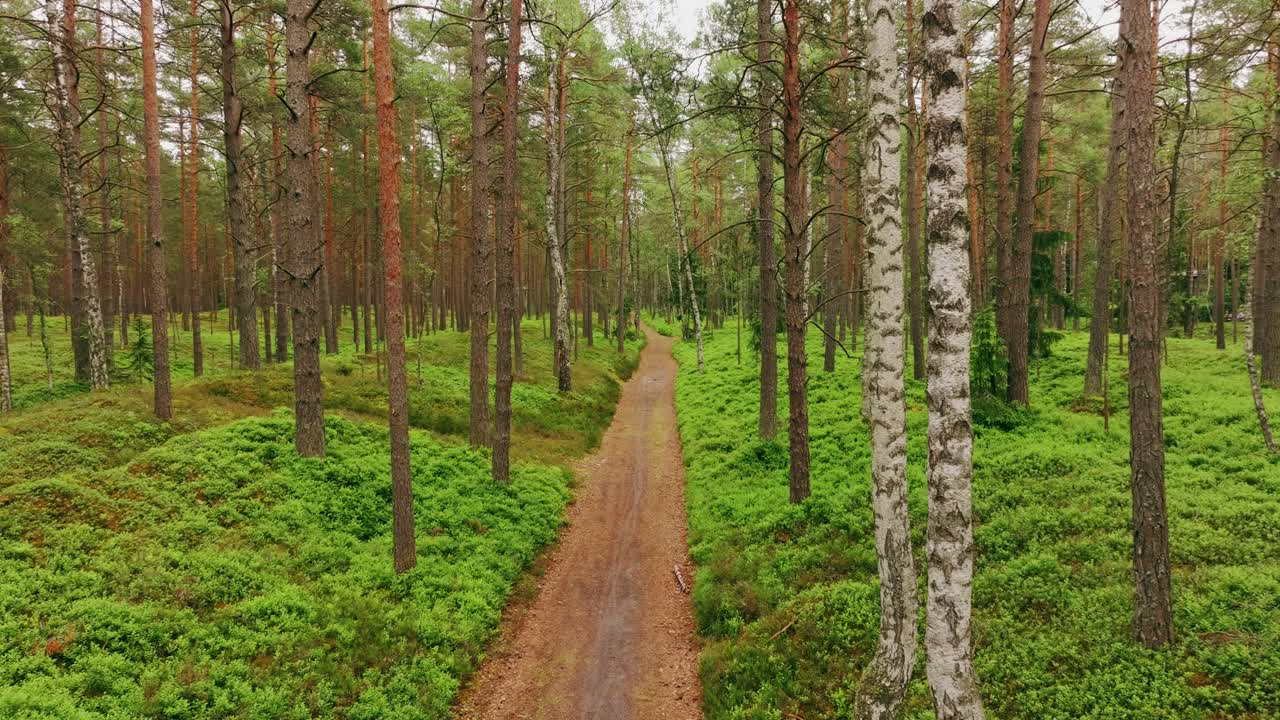 Straight forest path, pine trees and coastal vegetation near Baltic Sea Latvia