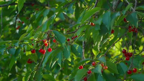 un cerezo exuberante con cerezas rojas maduras en un jardín soleado