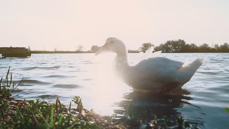 Goose-leaves-the-lake-during-sunset-close-up