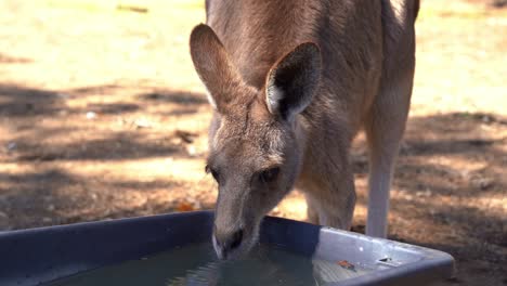 close up shot of australian indigenous animal species, a cute thirsty eastern grey kangaroo, macropus giganteus drinking water from the bucket in wildlife sanctuary in daylight