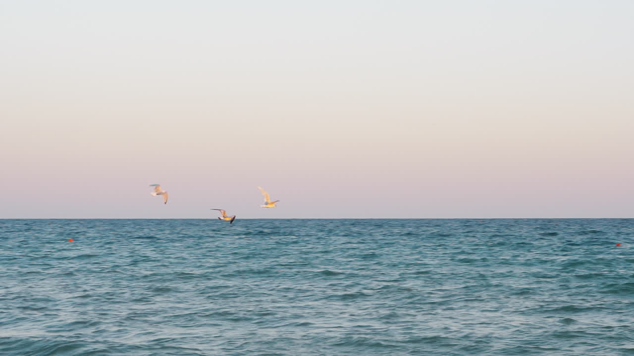 해가 지면 바다 위를 날아다니는 해파리