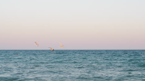 Gaviotas-Volando-Sobre-El-Mar-Al-Atardecer