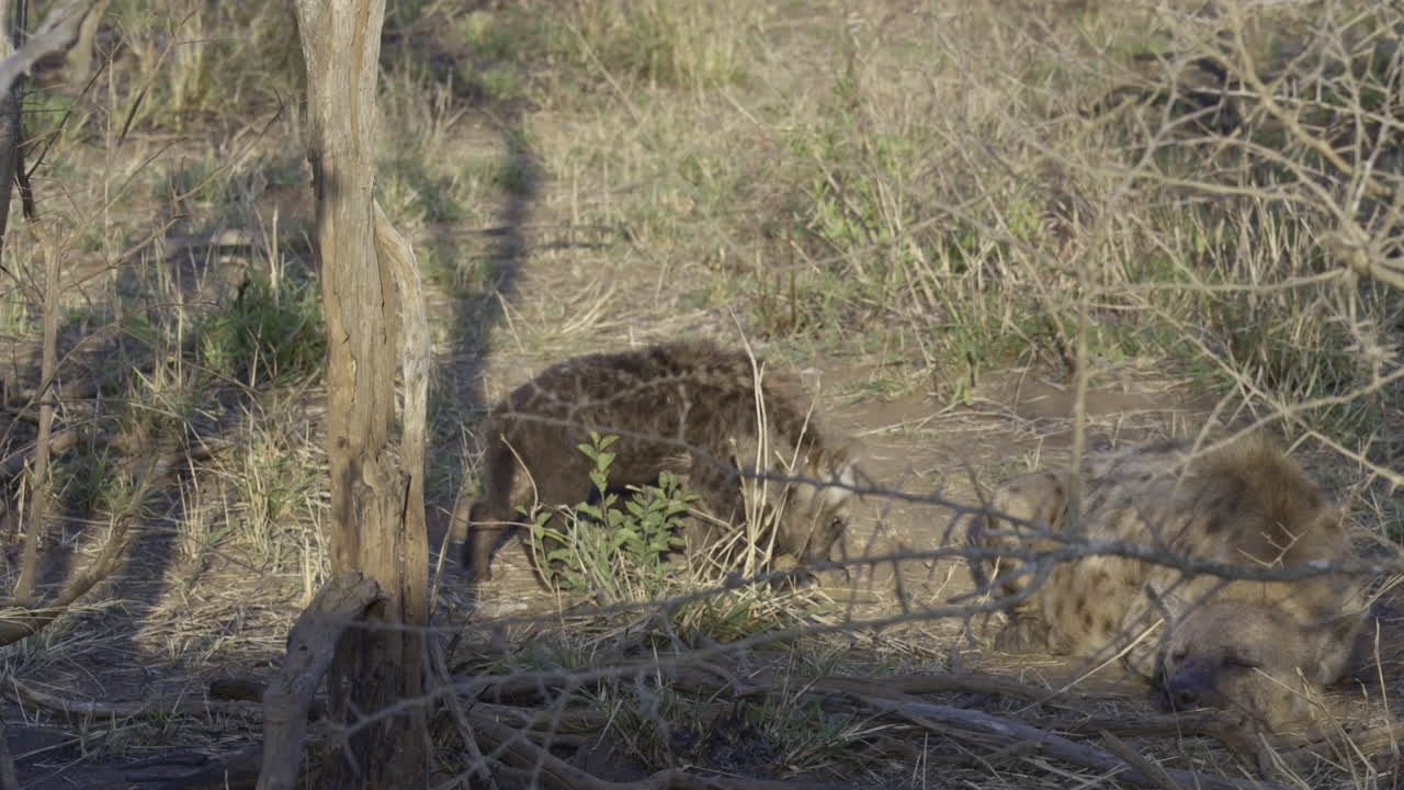 Cucciolo di iena maculata che si avvicina a un altro cucciolo nella boscaglia, giocando con un osso.