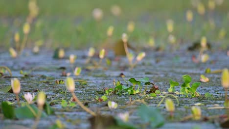 Jacana-De-Cola-De-Faisán-Despegando-Del-Nido