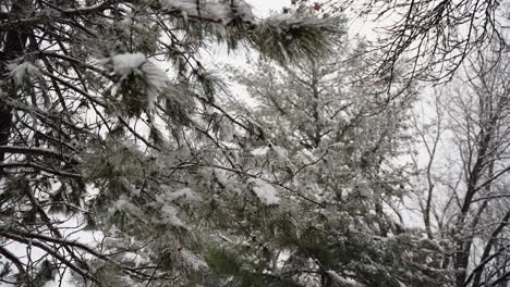 Schnee-Beflockte-Kiefernnadeln-Auf-Einer-Kiefer-Während-Eines-Schneefalls-Mitten-Im-Winter