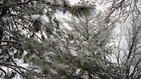 agujas de pino cubiertas de nieve en un pino durante una caída de nieve en medio del invierno