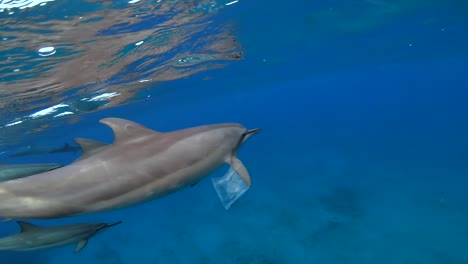 delfín girador con bolsa de plástico pegada en la aleta debajo de la superficie del agua, cámara lenta