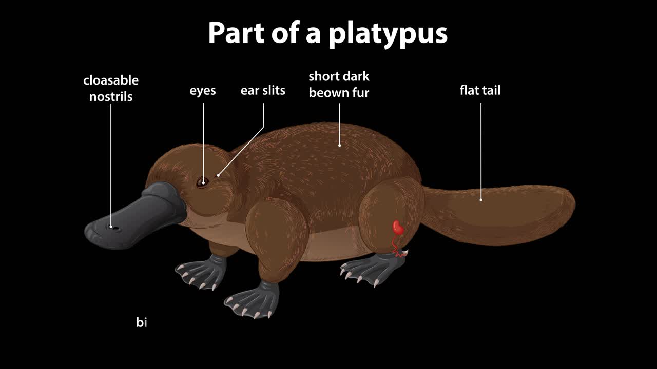 A digital animation sequentially highlights and labels anatomical features of a platypus on a black background, using smooth transitions and clear text overlays