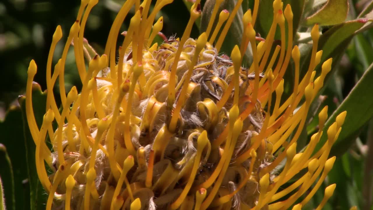 fynbos del cabo sur, sudáfrica