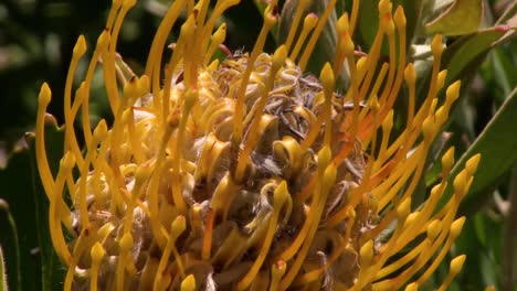 Fynbos-Del-Cabo-Sur,-Sudáfrica