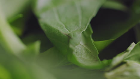 macro sliding shot on fresh basil