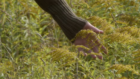 Eine-Frauenhand-Berührt-Sanft-Eine-Wiesenblume.-Solidago-Spectabilis