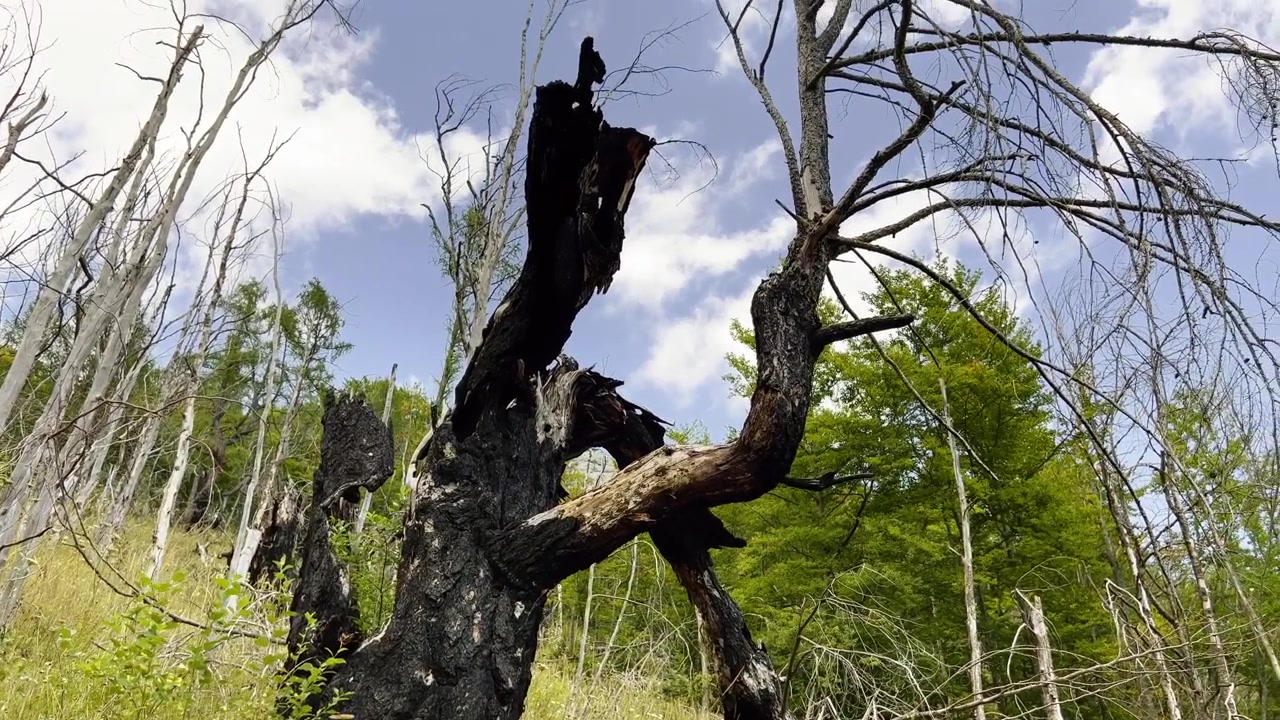 A charred black tree trunk to bare branches against a blue sky, showing devastating forest fire impact