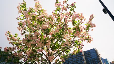 vibrant cherry blossom tree blowing in the wind on a sunny summer day