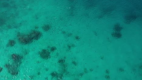 Draufsicht-Auf-Einen-Fischschwarm,-Der-Auf-Dem-Klaren-Meer-In-Fidschi-Schwimmt---Luftaufnahme