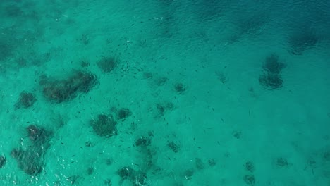 Vista-Superior-De-Una-Escuela-De-Peces-Nadando-En-El-Mar-Claro-En-Fiji---Toma-Aérea