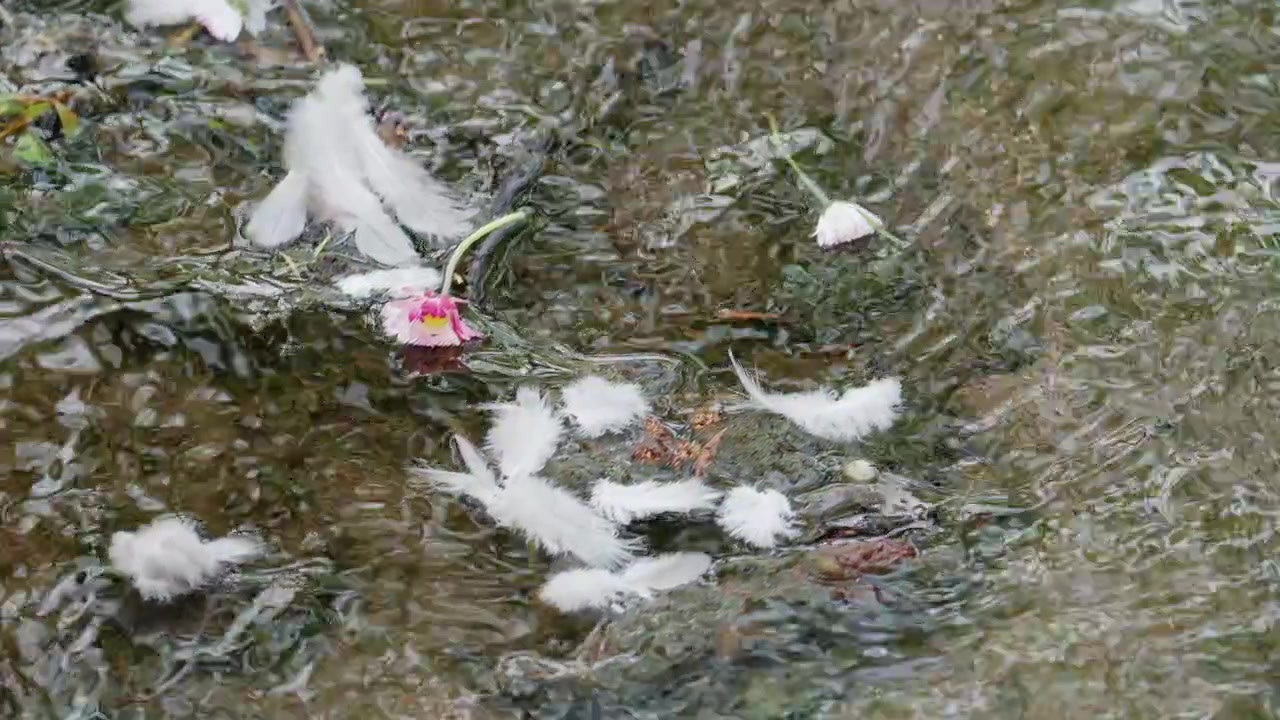 Multiple feathers and a small flower drifting along a shallow stream