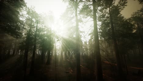 paisaje de puesta de sol brumosa del bosque de secuoya