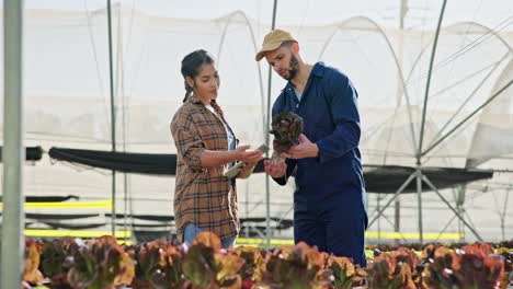 farmers inspecting lettuce crop in greenhouse