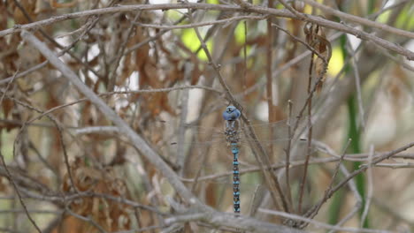 dragonfly in nature