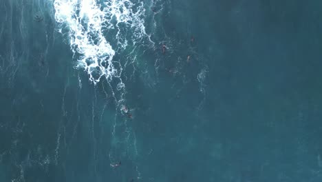 Done-shot-straight-down-with-Sea-Lions-playing-during-King-Tide-in-La-Jolla,-California