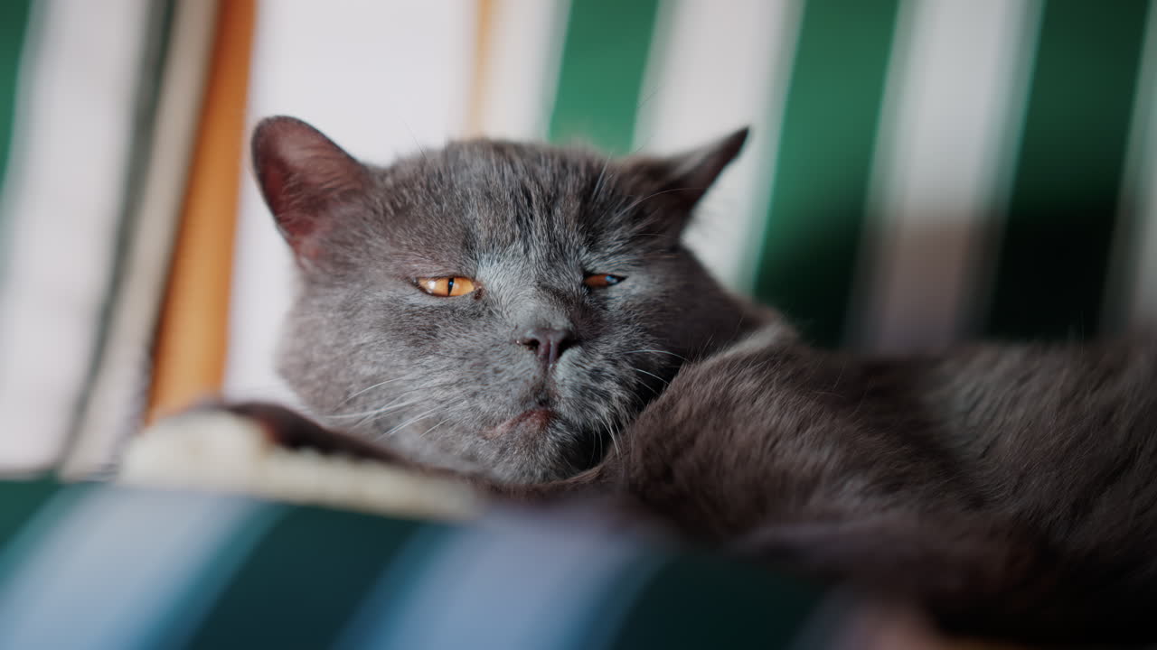Primo piano di un gatto grigio tranquillo con occhi color ambra comodamente sdraiato su un mobile a righe
